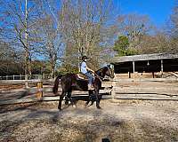 barrel-trail-riding-mare