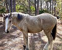 buckskin-drum-colt-stallion