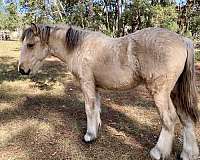 buckskin-haflinger-for-sale