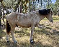 draft-colt-stallion