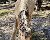 buckskin-haflinger-horse