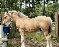 built-draft-horse