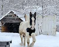 gypsy-vanner-horse