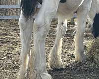 colt-gypsy-vanner-horse