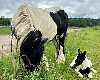 foal-gypsy-vanner-horse