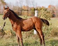 bred-mare-hanoverian-horse