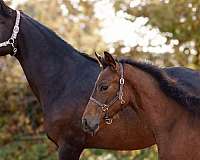 long-neck-hanoverian-horse