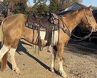 rodeo-spotted-saddle-horse