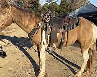 champagne-sidesaddle-horse