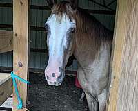 stonewall-tennessee-walking-horse