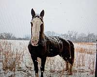 pasture-buddy-gelding