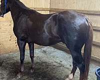 all-around-quarter-horse