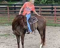 athletic-quarter-horse