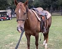 barrel-racing-quarter-horse