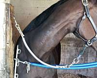 thoroughbred-horse-for-sale