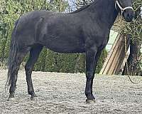 lusitano-horse-for-sale