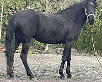 lusitano-mare