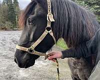 lusitano-horse