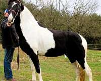 excellent-trail-spotted-saddle-horse