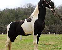 excellent-trail-horse-spotted-saddle