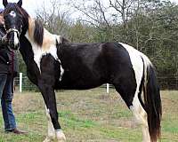 rocky-mountain-colt-spotted-saddle-horse