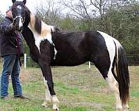 field-trial-horse-spotted-saddle