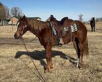 sorrel-quarter-horse-gelding