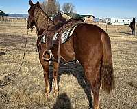 sorrel-gelding-for-sale