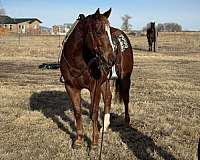 14-hand-quarter-horse-gelding