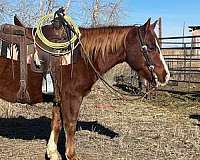 ranch-work-trail-riding-quarter-horse