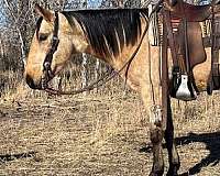 buckskin-white-quarter-horse-gelding