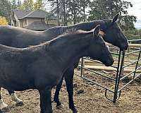 dressage-knabstrupper-warmblood-horse