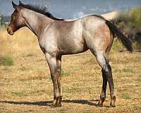 aqha-points-filly