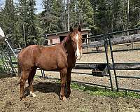 white-knabstrupper-colt-stallion