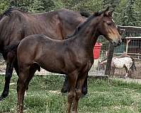 bay-black-knabstrupper-colt-stallion