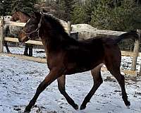 bay-black-knabstrupper-horse