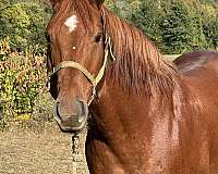 half-quarter-draft-horse