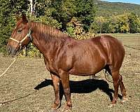 quarter-mare-draft-horse