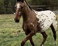 bay-knabstrupper-filly-stallion