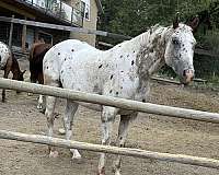 breeding-trained-knabstrupper-horse