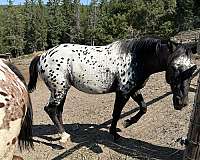 knabstrupper-horse-for-sale