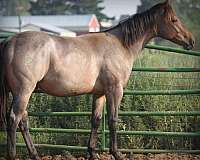 grey-starlight-quarter-horse