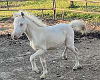 perlino-pony-colt-yearling