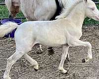 perlino-miniature-colt