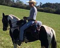 tennessee-walking-horse-for-sale