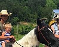 tennessee-walking-horse