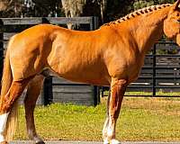 all-around-quarter-horse