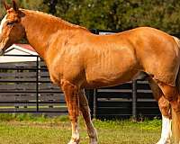 athletic-quarter-horse