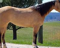 all-around-quarter-horse