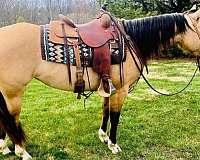 beginner-quarter-horse